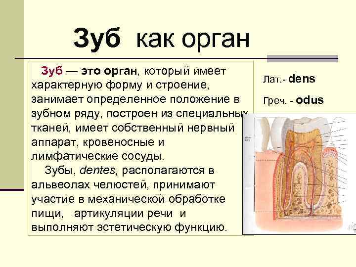 Зуб как орган Зуб — это орган, который имеет характерную форму и строение, занимает