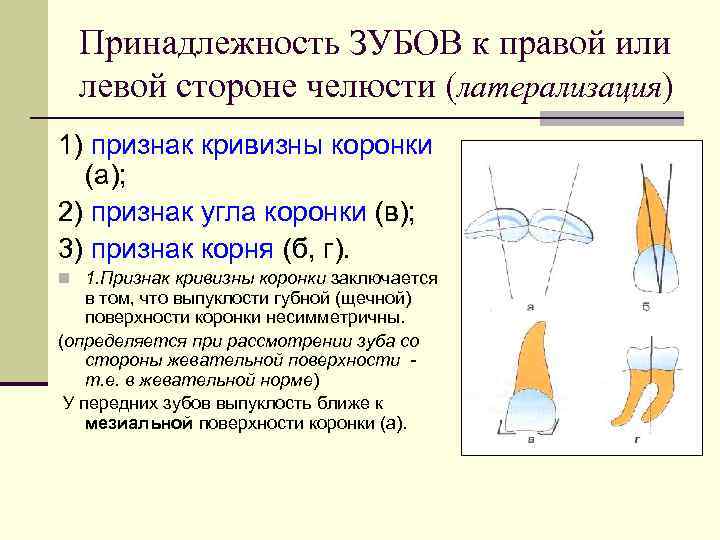 Принадлежность ЗУБОВ к правой или левой стороне челюсти (латерализация) 1) признак кривизны коронки (а);