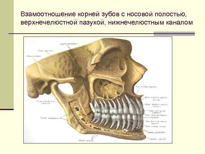 Взамоотношение корней зубов с носовой полостью, верхнечелюстной пазухой, нижнечелюстным каналом 