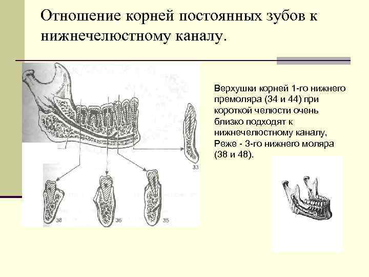 Отношение корней постоянных зубов к нижнечелюстному каналу. Верхушки корней 1 го нижнего премоляра (34