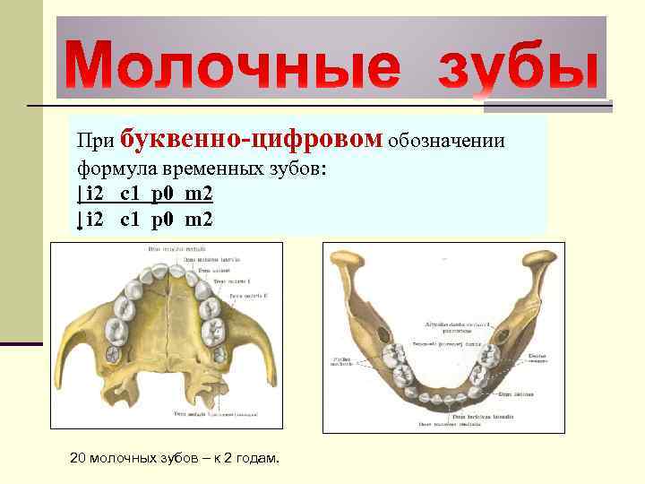 При буквенно-цифровом обозначении формула временных зубов: | i 2 c 1 р0 m 2