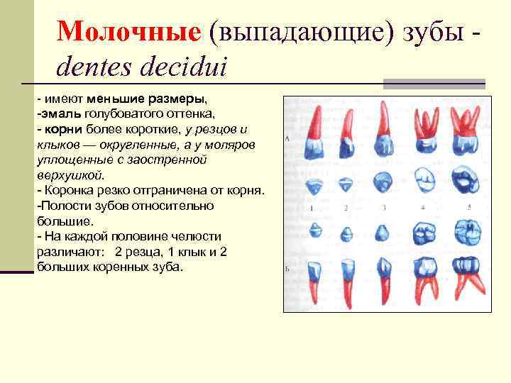 Молочные (выпадающие) зубы dentes decidui имеют меньшие размеры, эмаль голубоватого оттенка, корни более короткие,