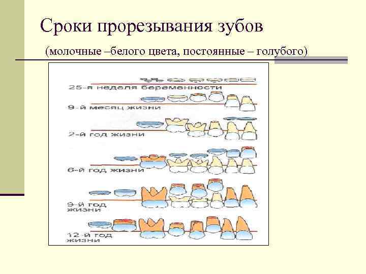 Сроки прорезывания зубов (молочные –белого цвета, постоянные – голубого) 