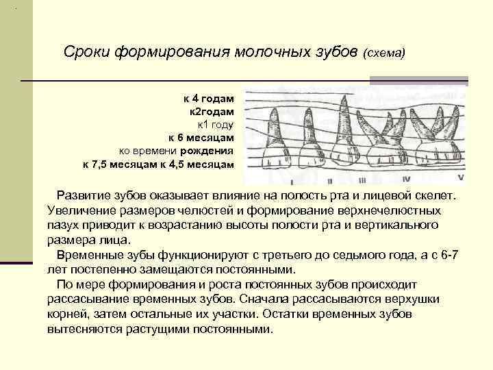 . Сроки формирования молочных зубов (схема) к 4 годам к 2 годам к 1