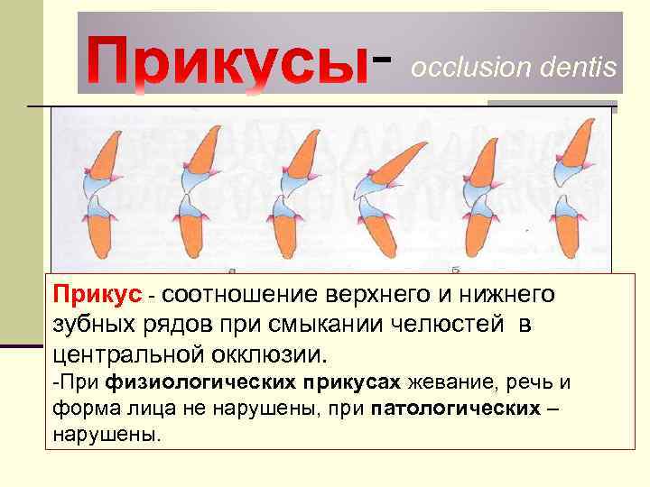  occlusion dentis Прикус соотношение верхнего и нижнего зубных рядов при смыкании челюстей в