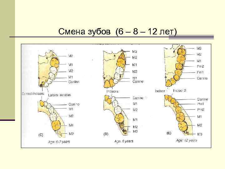 Смена зубов (6 – 8 – 12 лет) 