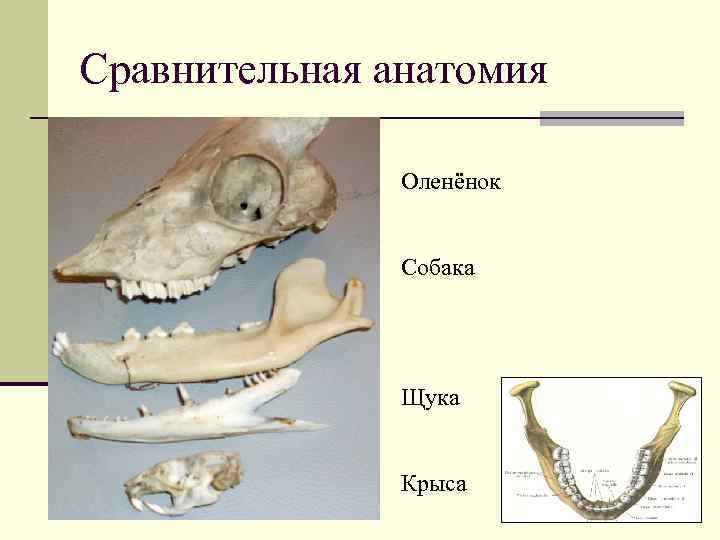 Сравнительная анатомия Оленёнок Собака Щука Крыса 