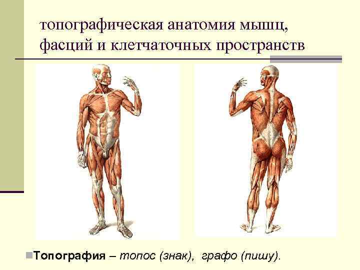 топографическая анатомия мышц, фасций и клетчаточных пространств n. Топография – топос (знак), графо (пишу).