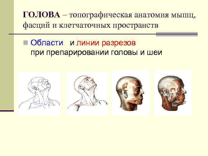 ГОЛОВА – топографическая анатомия мышц, фасций и клетчаточных пространств n Области и линии разрезов