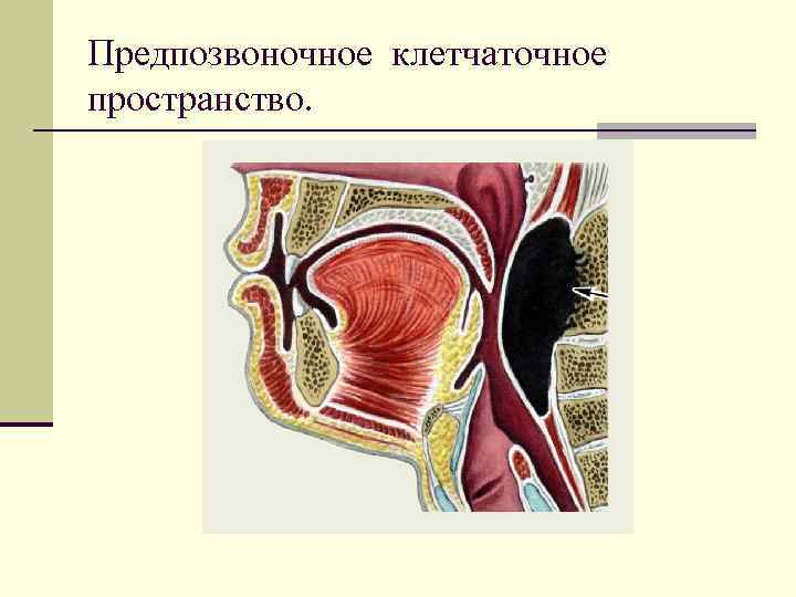 Предпозвоночное клетчаточное пространство. 