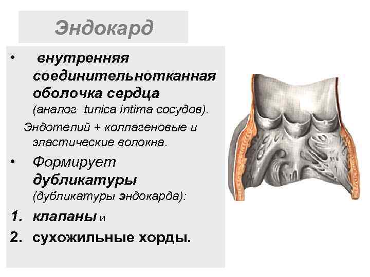 Эндокард • внутренняя соединительнотканная оболочка сердца (аналог tunica intima сосудов). Эндотелий + коллагеновые и