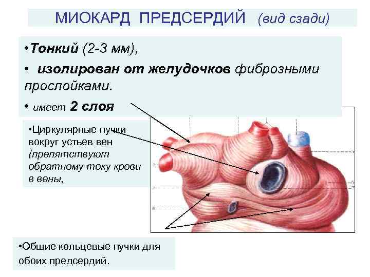 Мышечный слой стенок предсердий имеет