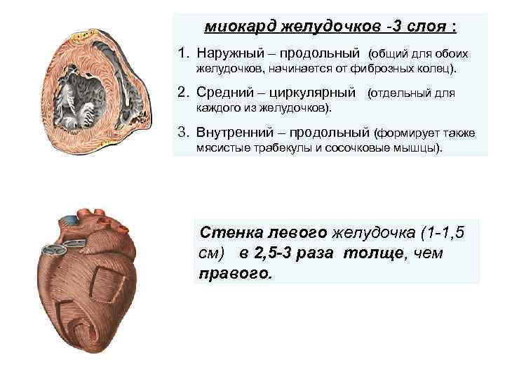 миокард желудочков -3 слоя : 1. Наружный – продольный (общий для обоих желудочков, начинается