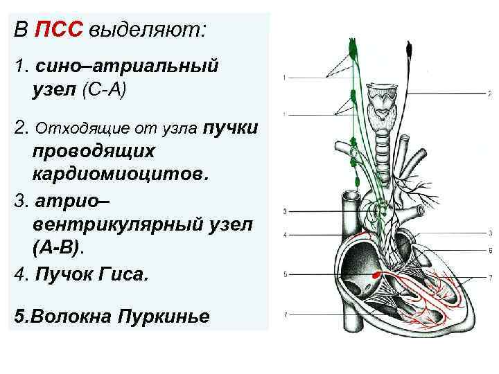В ПСС выделяют: 1. сино–атриальный узел (С-А) 2. Отходящие от узла пучки. проводящих кардиомиоцитов.