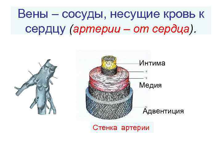 Вены – сосуды, несущие кровь к сердцу (артерии – от сердца). Интима Медия Адвентиция