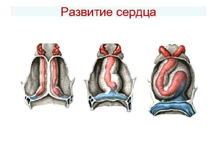 Развитие сердца 