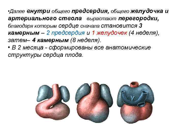  • Далее внутри общего предсердия, общего желудочка и артериального ствола вырастают перегородки, благодаря