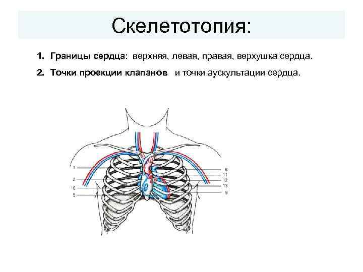 Скелетотопия: 1. Границы сердца: верхняя, левая, правая, верхушка сердца. 2. Точки проекции клапанов и