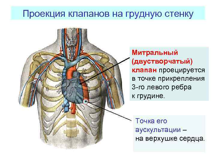 Где находится двустворчатый клапан