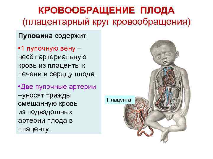 КРОВООБРАЩЕНИЕ ПЛОДА (плацентарный круг кровообращения) Пуповина содержит: • 1 пупочную вену – несёт артериальную