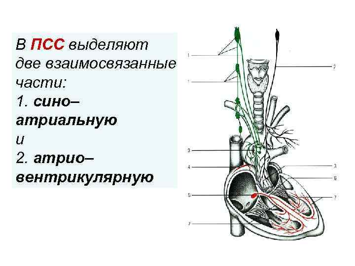 В ПСС выделяют две взаимосвязанные части: . 1. сино– атриальную и 2. атрио– вентрикулярную