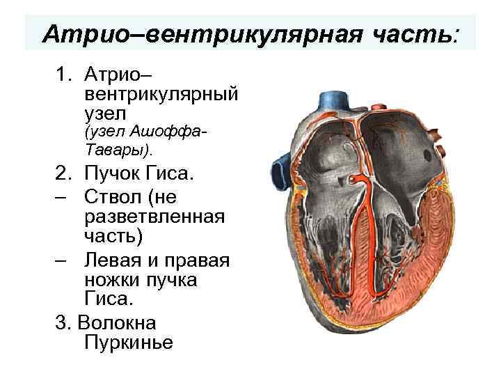 Атрио–вентрикулярная часть: 1. Атрио– вентрикулярный узел (узел Ашоффа. Тавары). 2. Пучок Гиса. – Ствол