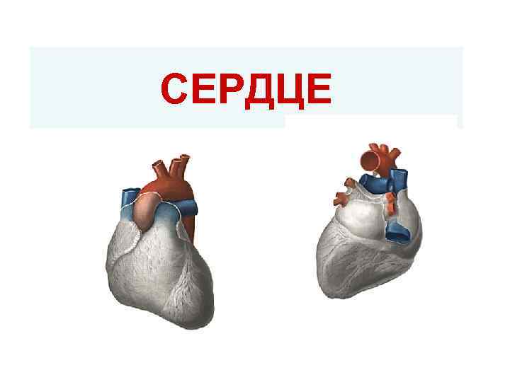 СЕРДЦЕ 