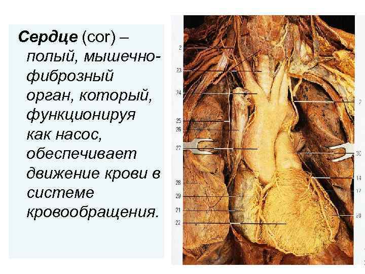 Сердце (cor) – полый, мышечнофиброзный орган, который, функционируя как насос, обеспечивает движение крови в