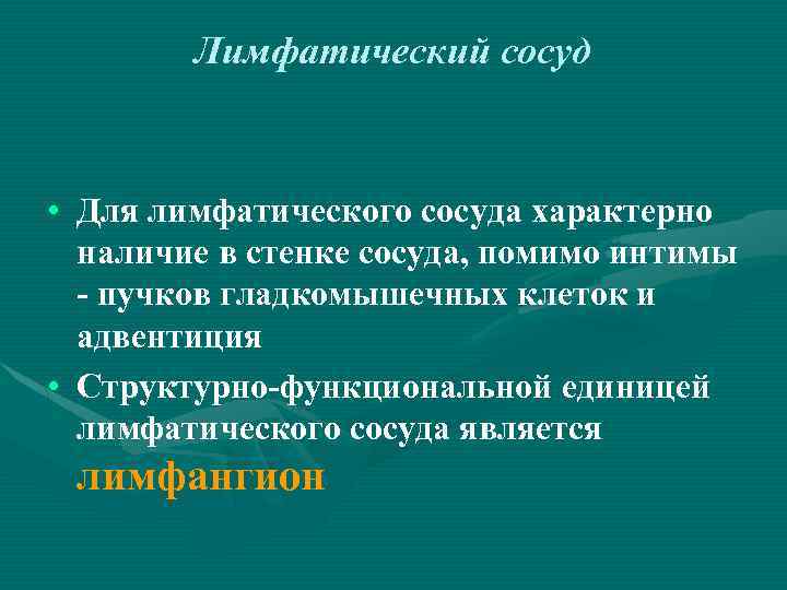 Лимфатический сосуд • Для лимфатического сосуда характерно наличие в стенке сосуда, помимо интимы -