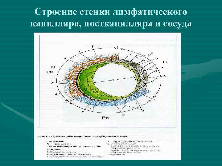 Строение стенки лимфатического капилляра, посткапилляра и сосуда 