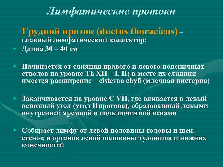 Лимфатические протоки Грудной проток (ductus thoracicus) – главный лимфатический коллектор: • Длина 30 –