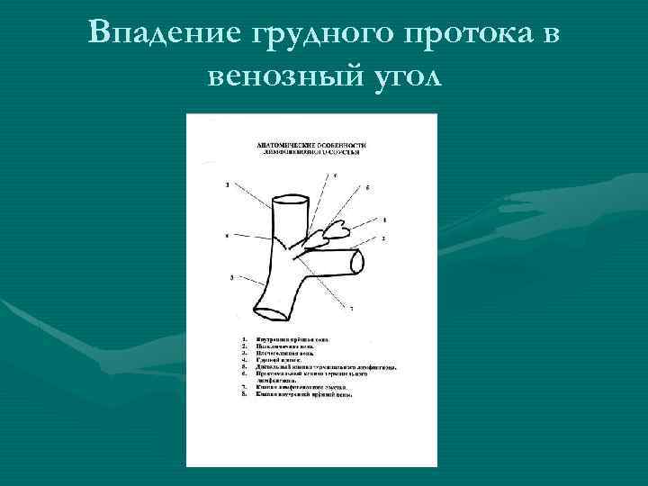 Впадение грудного протока в венозный угол 