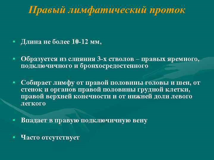 Правый лимфатический проток • Длина не более 10 -12 мм, • Образуется из слияния