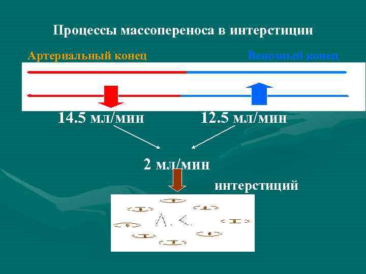 Процессы массопереноса в интерстиции Артериальный конец 14. 5 мл/мин Венозный конец 12. 5 мл/мин