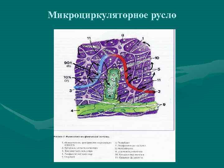 Микроциркуляторное русло 