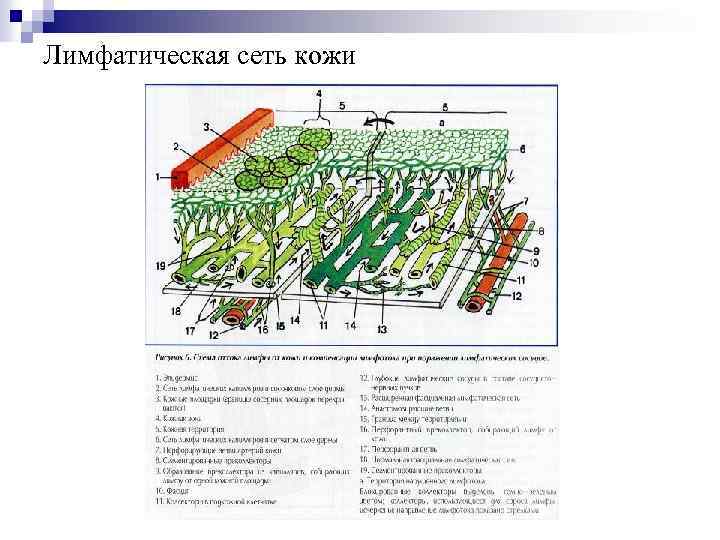 Лимфатическая сеть кожи 