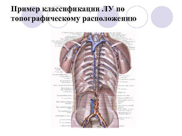 Пример классификации ЛУ по топографическому расположению 