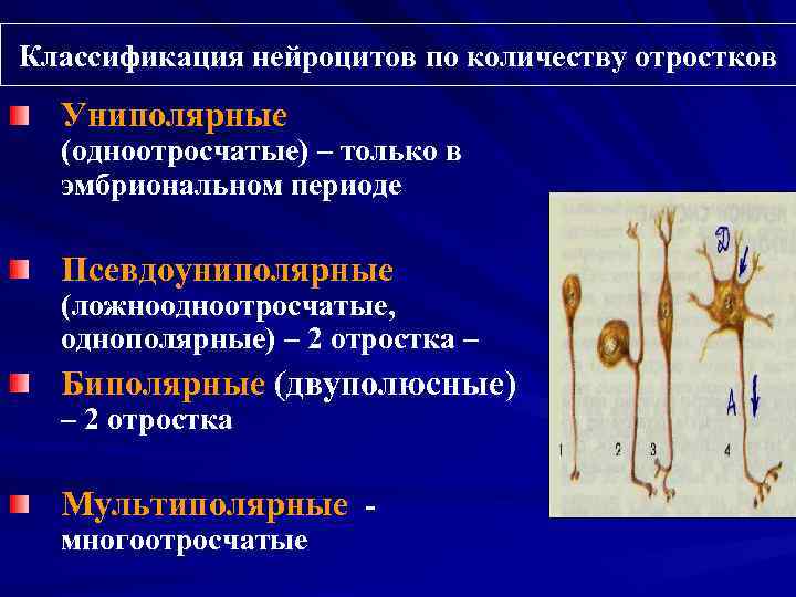 Классификация нейроцитов по количеству отростков Униполярные (одноотросчатые) – только в эмбриональном периоде Псевдоуниполярные (ложноодноотросчатые,