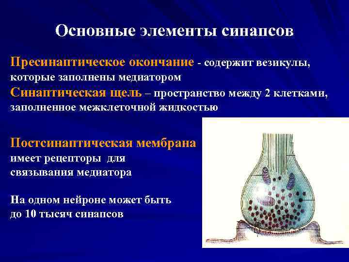 Основные элементы синапсов Пресинаптическое окончание - содержит везикулы, которые заполнены медиатором Синаптическая щель –