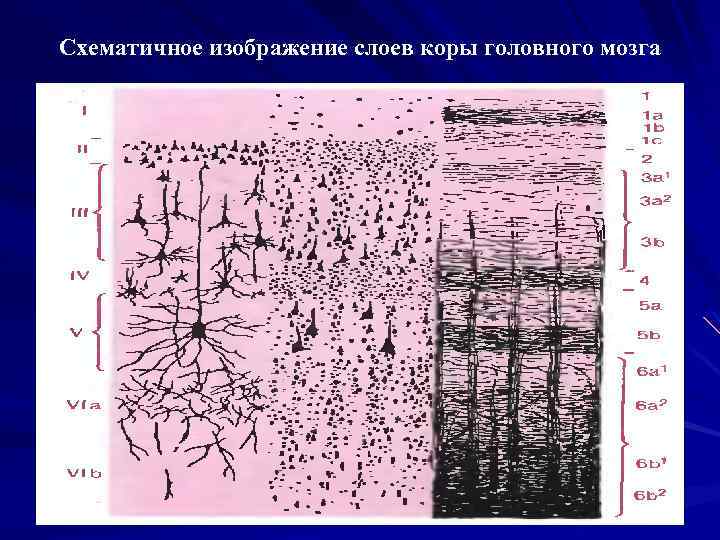 Схематичное изображение слоев коры головного мозга 