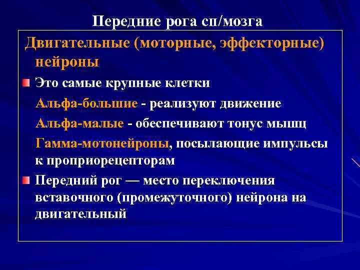 Передние рога сп/мозга Двигательные (моторные, эффекторные) нейроны Это самые крупные клетки Альфа-большие - реализуют