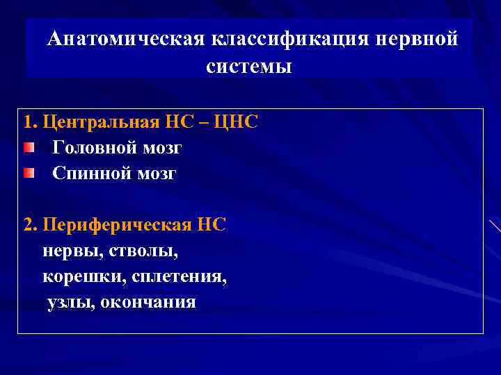 Анатомическая классификация нервной системы 1. Центральная НС – ЦНС Головной мозг Спинной мозг 2.