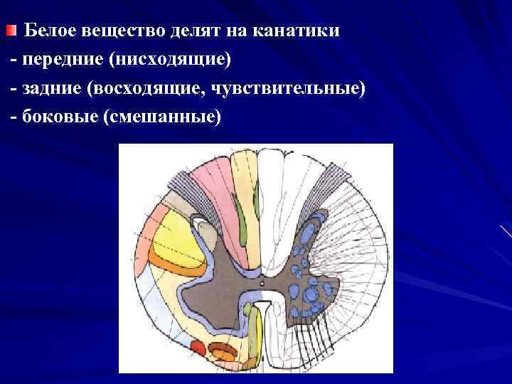 Белое вещество делят на канатики - передние (нисходящие) - задние (восходящие, чувствительные) - боковые