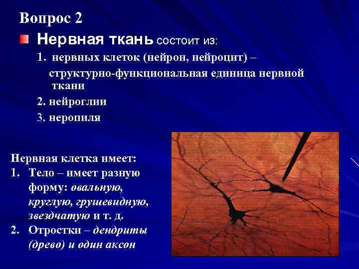 Вопрос 2 Нервная ткань состоит из: 1. нервных клеток (нейрон, нейроцит) – структурно-функциональная единица