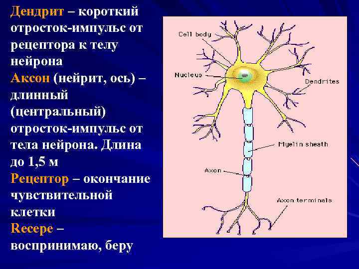 Дендрит – короткий отросток-импульс от рецептора к телу нейрона Аксон (нейрит, ось) – длинный