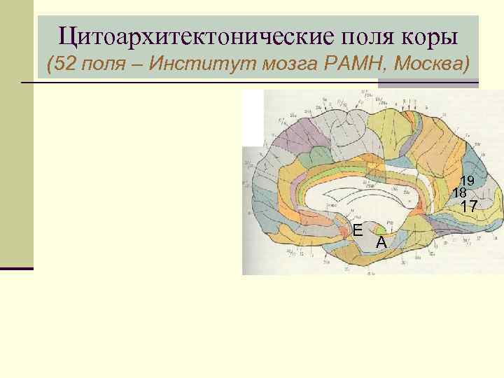 Цитоархитектонические поля коры (52 поля – Институт мозга РАМН, Москва) 19 18 17 Е