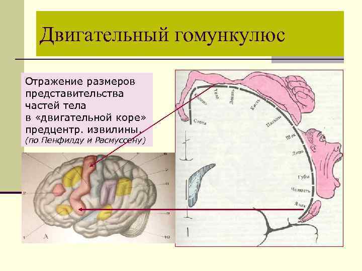 Двигательный гомункулюс Отражение размеров представительства частей тела в «двигательной коре» предцентр. извилины. (по Пенфилду