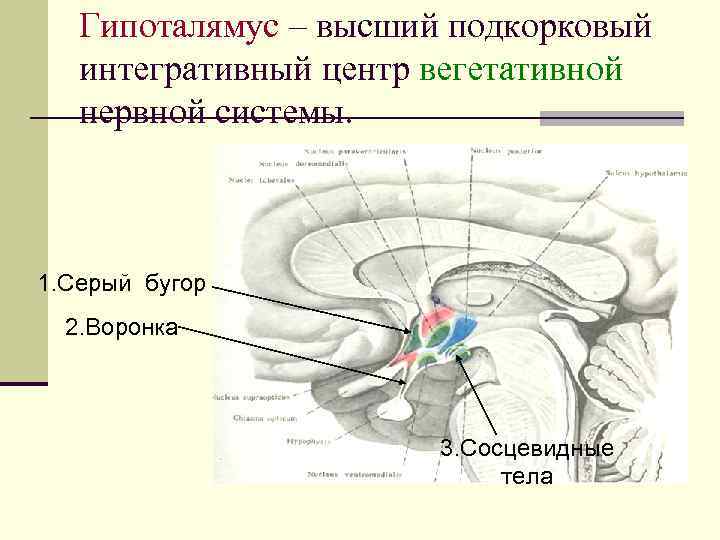 Гипоталямус – высший подкорковый интегративный центр вегетативной нервной системы. 1. Серый бугор 2. Воронка
