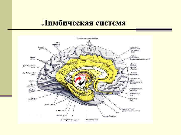 Лимбическая система мозга фото