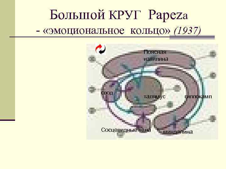 Большой КРУГ Papeza - «эмоциональное кольцо» (1937) Поясная извилина свод талямус Сосцевидные тела гиппокамп